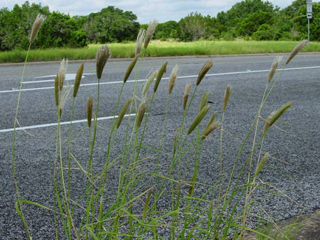 Chloris virgata (Feather fingergrass)