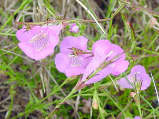 Agalinis heterophylla (Prairie agalinis)