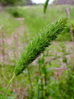 Phalaris caroliniana (Carolina canarygrass)