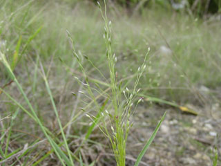 Digitaria cognata (Carolina crabgrass)