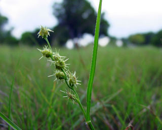 Cenchrus spinifex (Grass bur)