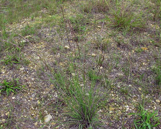 Sporobolus compositus (Tall dropseed)
