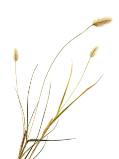 Setaria parviflora (Marsh bristlegrass)