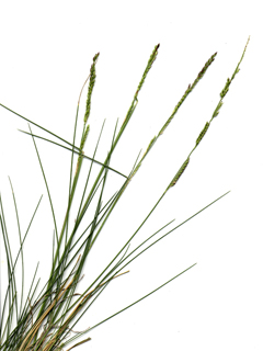 Eriochloa sericea (Texas cupgrass)
