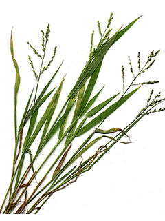 Urochloa fusca (Browntop signalgrass)