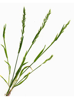 Limnodea arkansana (Ozark grass)