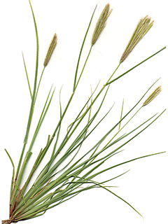 Chloris virgata (Feather fingergrass)