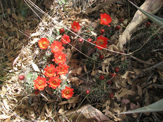 Echinocereus coccineus var. paucispinus (Scarlet hedgehog cactus)