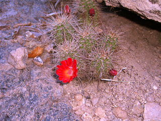 Echinocereus coccineus var. coccineus (Scarlet hedgehog cactus)