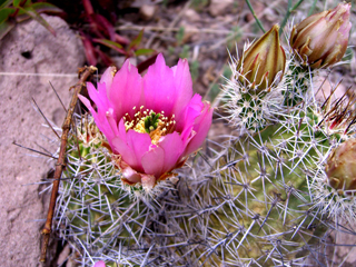 Echinocereus fendleri (Pinkflower hedgehog cactus)