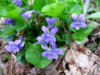 Viola cucullata (Marsh blue violet)