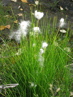 Eriophorum scheuchzeri (White cottongrass)