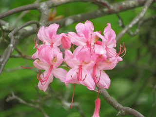 Rhododendron prinophyllum (Early azalea)