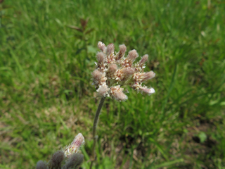 Antennaria howellii (Howell's pussytoes)