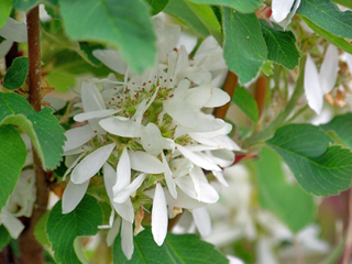 Amelanchier alnifolia (Saskatoon serviceberry)