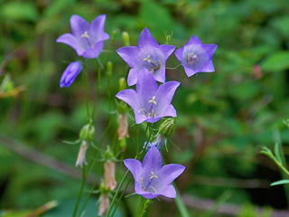 Campanula rotundifolia (Bluebell bellflower)