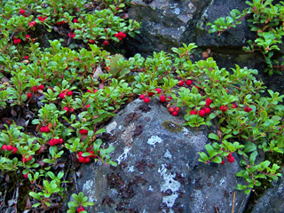 Perennial Flowering Kinnikinnick Bearberry Seeds Arctostaphylos uva-ursi 15 Seed