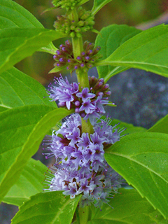 Mentha arvensis (Wild mint)