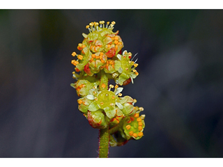 Saxifraga apetala (Western swamp saxifrage)