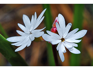 Lithophragma parviflorum (Smallflower woodland-star)