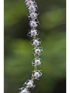 Mitella stauropetala (Smallflower miterwort)