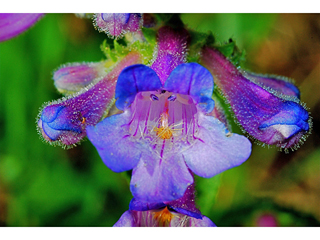 Penstemon procerus (Littleflower penstemon)