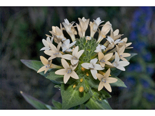 Collomia grandiflora (Grand collomia)