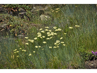 Eriogonum heracleoides (Parsnip-flower buckwheat)