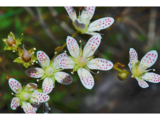 Saxifraga bronchialis (Yellowdot saxifrage)