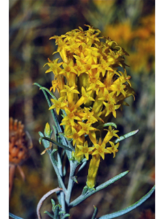 Chrysothamnus viscidiflorus (Yellow rabbitbrush)