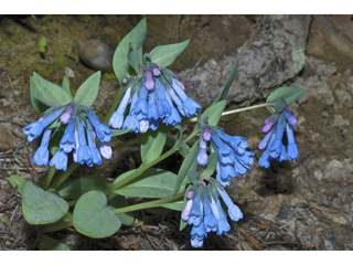 Mertensia longiflora (Small bluebells)