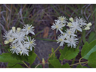 Clematis ligusticifolia (Western white clematis)