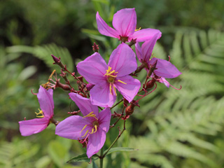 Rhexia alifanus (Savanna meadow beauty)