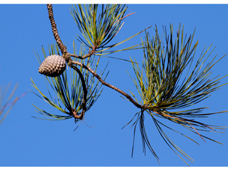 Pinus serotina (Pond pine)