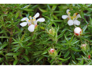 Pyxidanthera barbulata (Flowering pixiemoss)