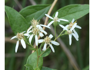 Doellingeria sericocarpoides (Southern whitetop)