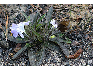 Ruellia caroliniensis ssp. ciliosa (Carolina wild petunia)