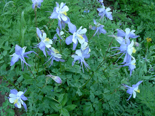 Aquilegia coerulea (Colorado blue columbine)