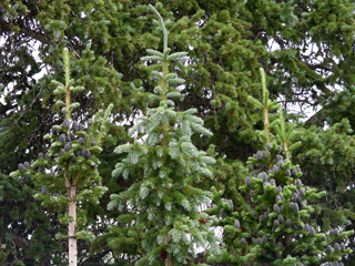 Abies lasiocarpa (Subalpine fir)