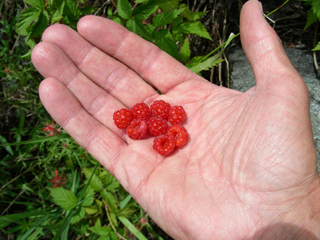 Rubus idaeus (American red raspberry)