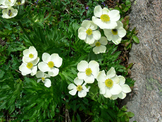 Anemone narcissiflora (Narcissus anemone)