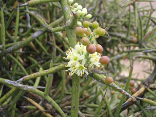 Koeberlinia spinosa (Crown of thorns)