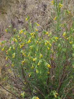 Lithospermum multiflorum (Manyflowered stoneseed)