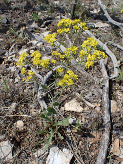 Eriogonum hieraciifolium (Hawkweed buckwheat)