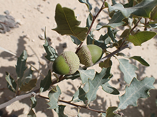 Quercus havardii (Havard oak)