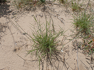 Triplasis purpurea (Purple sandgrass)