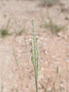 Urochloa ciliatissima (Fringed signalgrass)