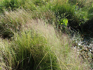 Muhlenbergia asperifolia (Scratchgrass)