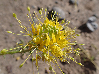 Cleomella longipes (Chiricahua mountain stinkweed)