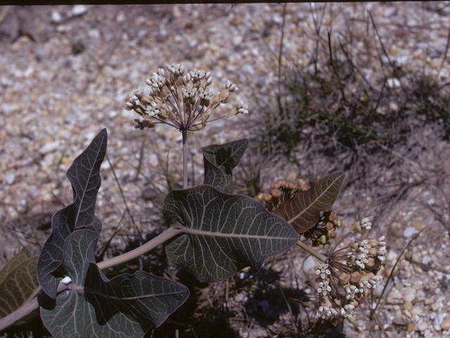Asclepias humistrata (Pinewoods milkweed) #26802